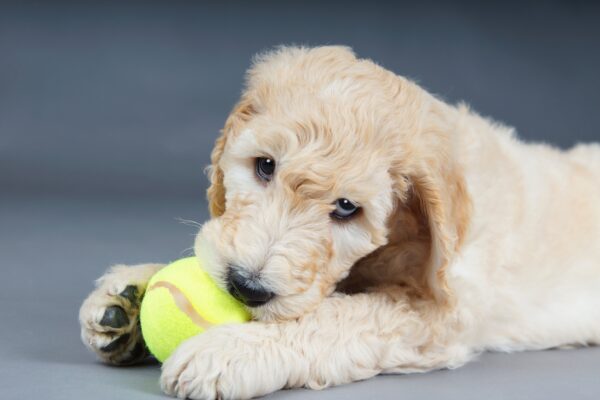 Miniature Goldendoodles Galore!