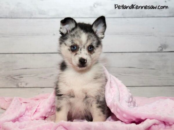 Pomsky Puppies – Why You Need One of These Pups in Your Life!