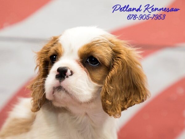 Kid-Friendly Dog Breeds – Small Pups for Your Family!