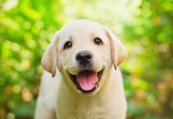 Family and Kid Friendly Dogs