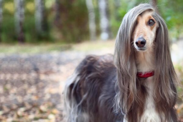 Grooming 101 for a Long Hair Puppy