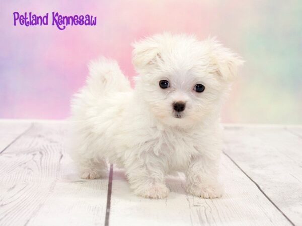 Maltese for Sale, Have You Seen Our Precious Fluffballs?