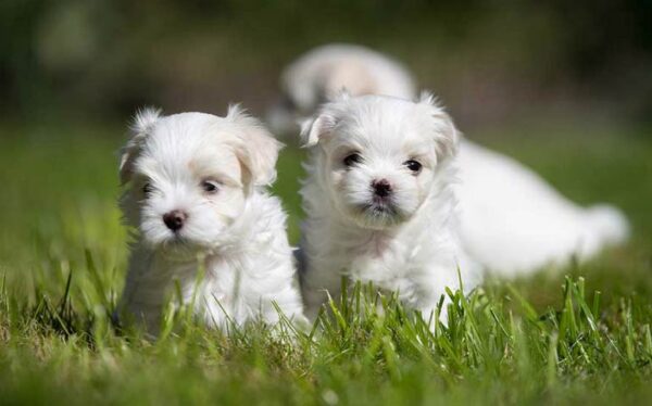 Petland Speaks: All About Maltese Puppies