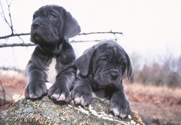 Interesting Facts about Mastiff Puppies
