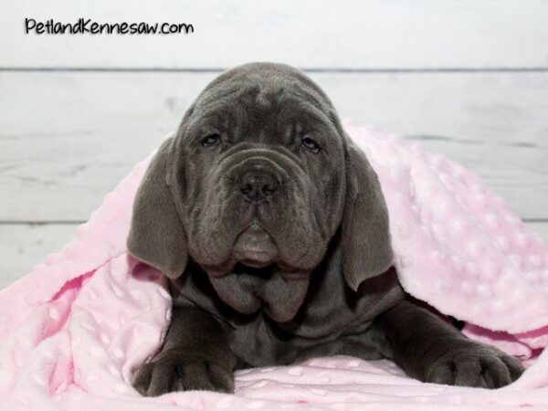 Mastiff Puppies for Sale: So Many Gentle Giants to Choose From!