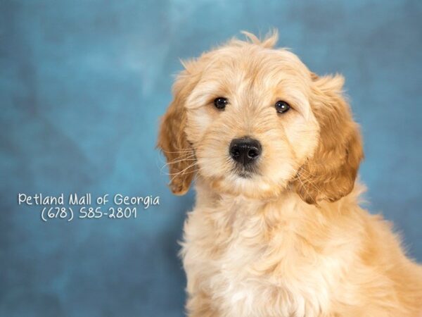 The Mini Goldendoodle Puppy