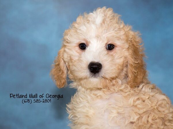 Facts About The Miniature Goldendoodle