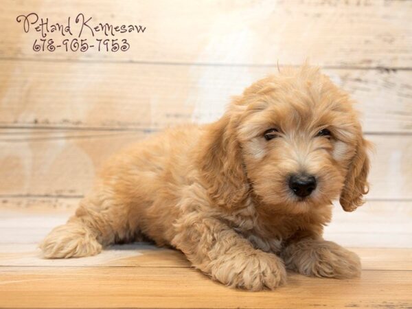 What Do You Get with a Mini Goldendoodle for Sale? Let Petland Show You!