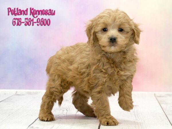 Mini Goldendoodle Puppies: Is This Your New Best Friend?