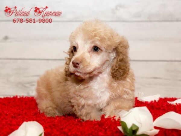 Our Miniature Poodles for Sale Will Give You Unparalleled Companionship!