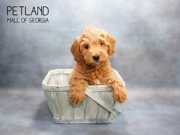The Cutest Medium Sized Dog Breeds for Families!