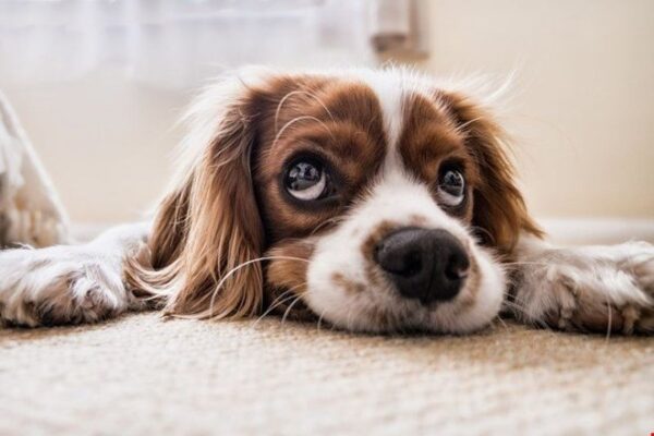 The First Few Days – You and Your New Dog