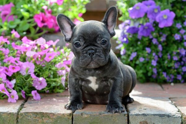 Petland Blog: 3 Harmful Summer Plants to Keep From Your Dog