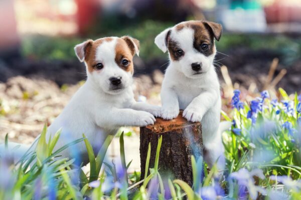 Petland Is Open for You