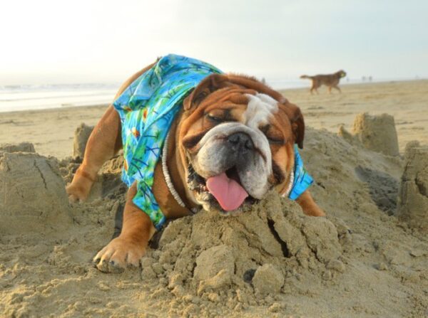 Petland Speaks: How to Keep Your Dog Happy in the Summer Heat