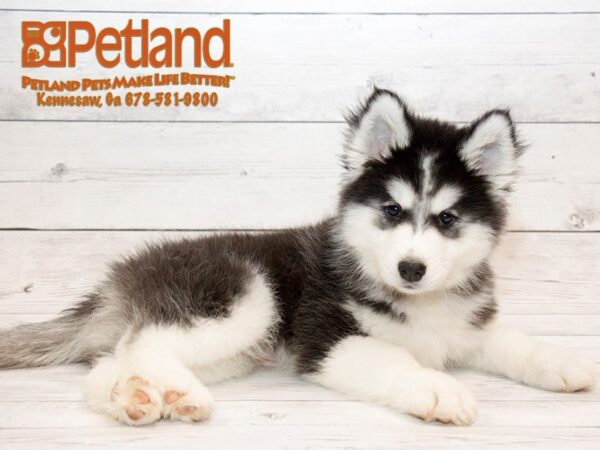 Petland Breeders Spotlight on Hillview Kennel: Where Does Petland Get Its Puppies?
