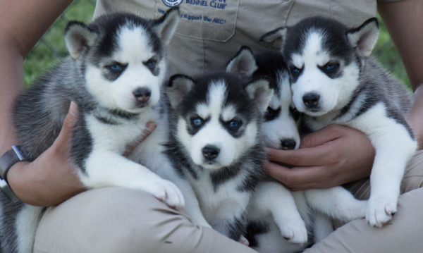 Petland Breeders Spotlight on Shadey Lawn Kennel: Where Does Petland Get Its Puppies?
