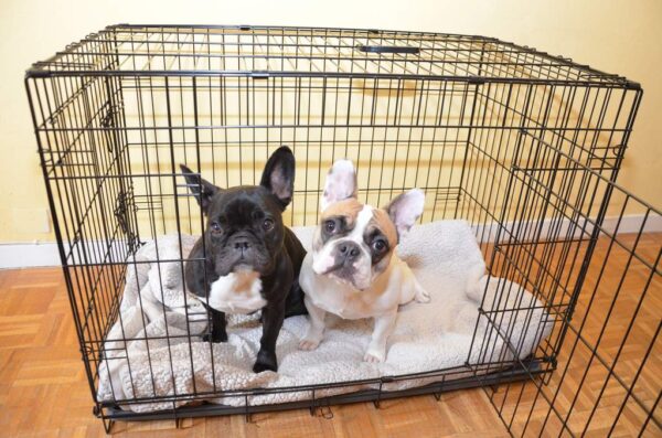 Petland Advice: Why Your Cute Puppy Dogs May Be Afraid of the Dark