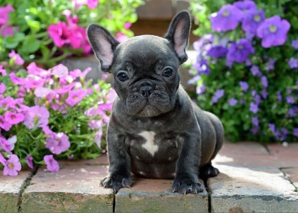 How to Keep Your Pet Out of Your Backyard Garden this Spring