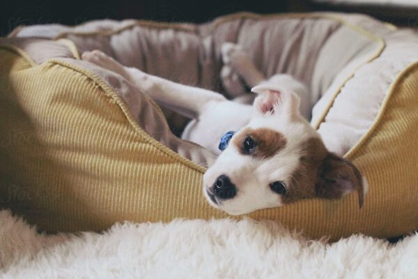 Petland Locations Can Help You Create a Daily Cleaning Schedule
