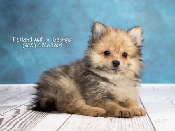 Facts and Information About Fluffy Pomeranians!