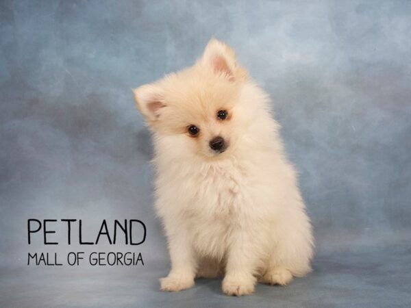 Pomeranians for Sale, This Petite Breed Packs in the Love!
