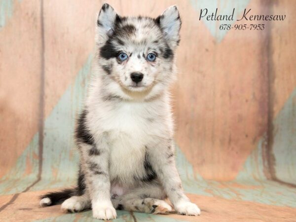 A Designer Dog that is Gaining Popularity, Discover Our Pomskies for Sale!