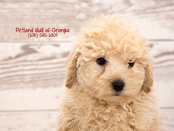 12 Paw-some facts about Poodles