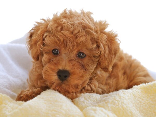 Poodle for Sale: Beauty and Brains, this Breed is Everything You Could Want!