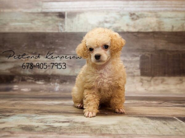 Poodle Puppies for Sale: A Few Things You Might Not Know About this Popular Breed