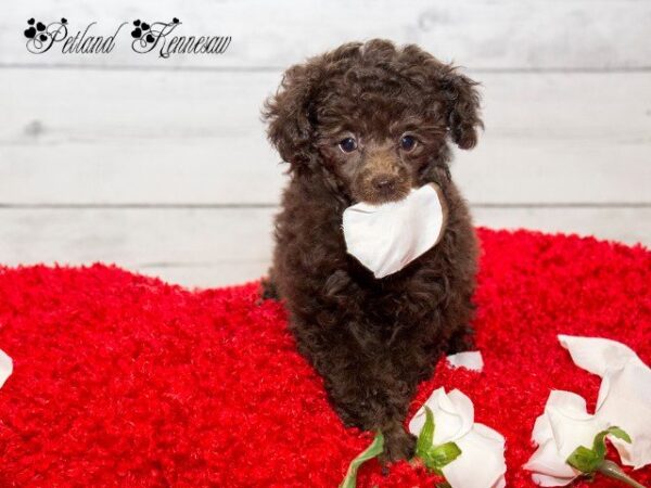 Poodle Puppies Are Beauty and Brains All in One Adorable, Fluffy Package!