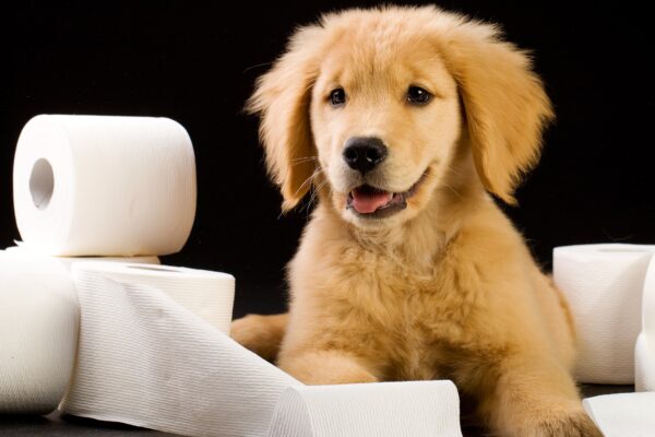 How To Potty Train A Dog In 7 Days