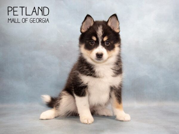 Petland Says: Pick Up Pomsky Puppies for Sale Today!