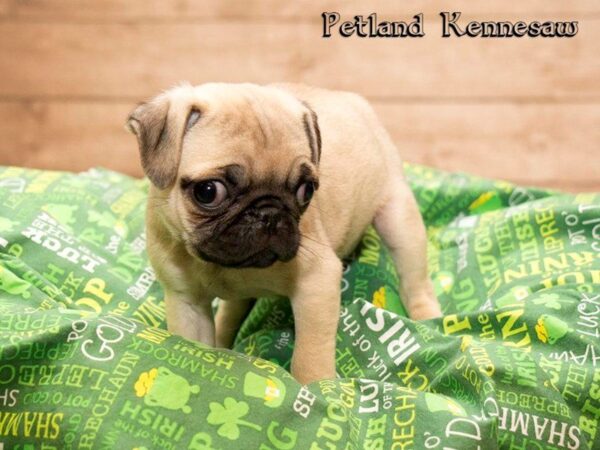 Pug Puppies for Sale: This Breed Will Be Your New Bestie!