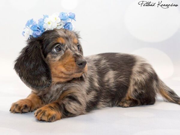 Puppies for Sale: Petland Mall of Georgia Has So Many to Choose From!