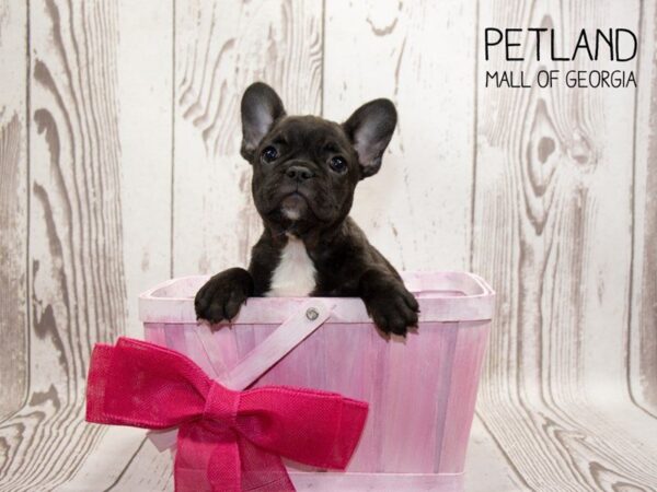 Puppies for Sale: 3 Types of Puppies You May Love