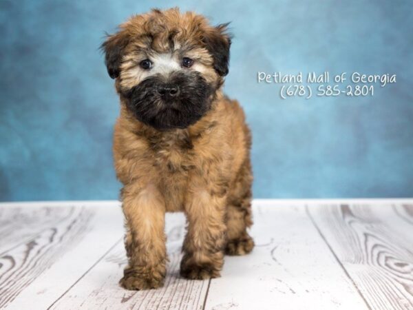 We’ve Got Puppies For Sale in Atl!