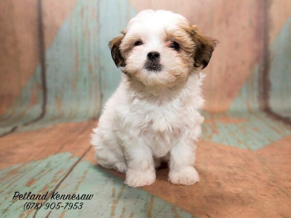 Petland Mall of Georgia, More Like “Puppy Land”! Come Get Some Snuggles Today!