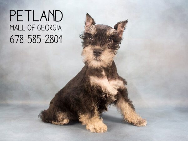 Schnauzer Puppies for Sale Are Schnazzy and Special!