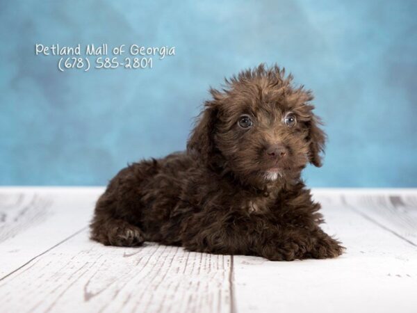 When Schnauzers and Poodles Collide – A Beautiful Mix