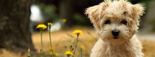 11 Things Your Dog Can See that You Can’t, Wow!