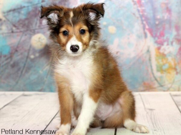 Sheltie Puppies for Sale, Why You Need One of these Precious Pups!