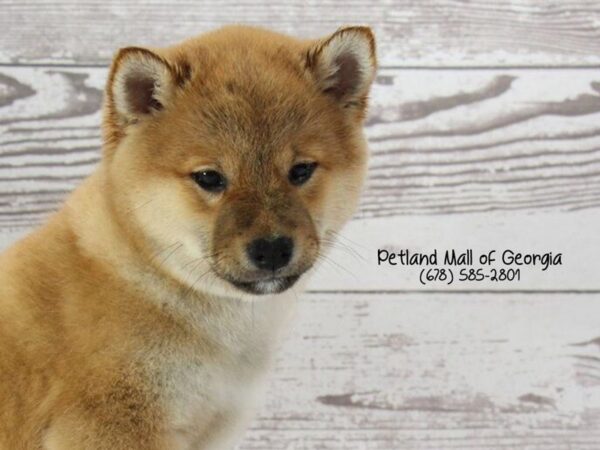 The Unique Shiba Inu – 3 Things You Should Know