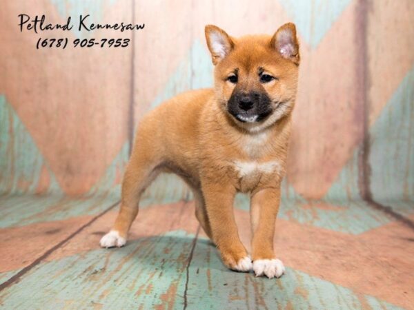 Shiba Inu Puppies for Sale: You’ve Probably Never Heard of this Popular Breed!