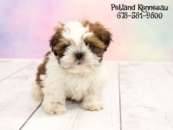 Nothing Warms the Heart Like a Precious Shih Tzu for Sale!
