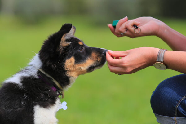 Puppy Training – Petland Can Help You!