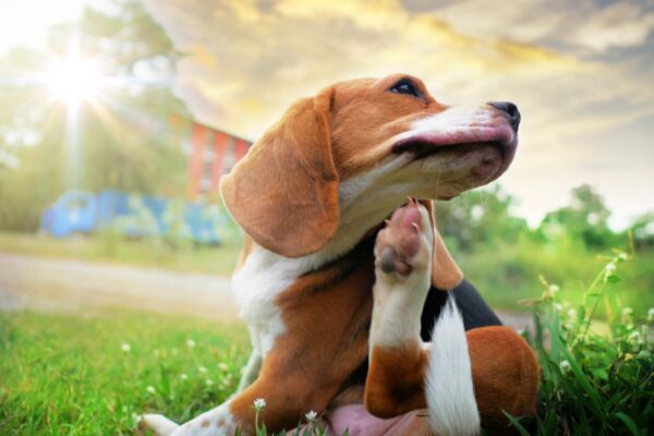 7 Effective Flea and Tick Prevention Tips for Dogs