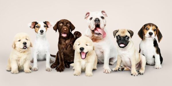 Dog Toys Matched to Each Astrological Zodiac Sign