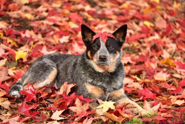 Dog Photography: This Is How to Take Great Fall Photos With Your Dogs