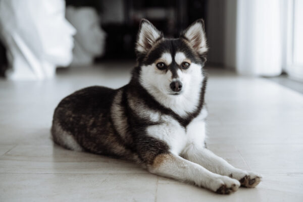 Breed Profile: Pomsky